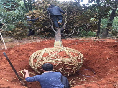 園林施工現(xiàn)場(chǎng)4